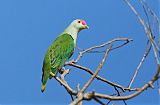 Rose-crowned Fruit-Dove